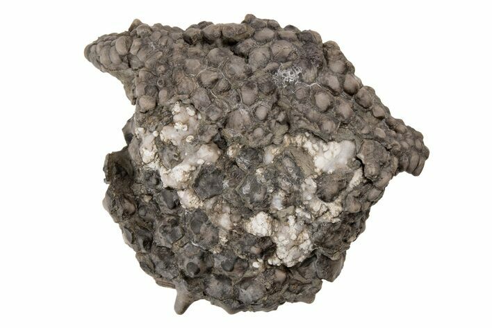 Fossil Crinoid (Gilbertsocrinus) - Crawfordsville, Indiana #216143